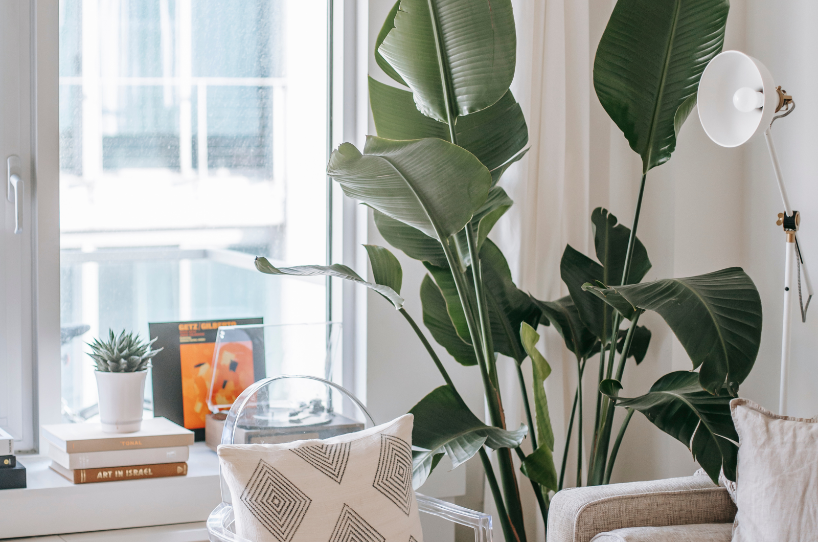 Salon avec de grandes plantes vertes